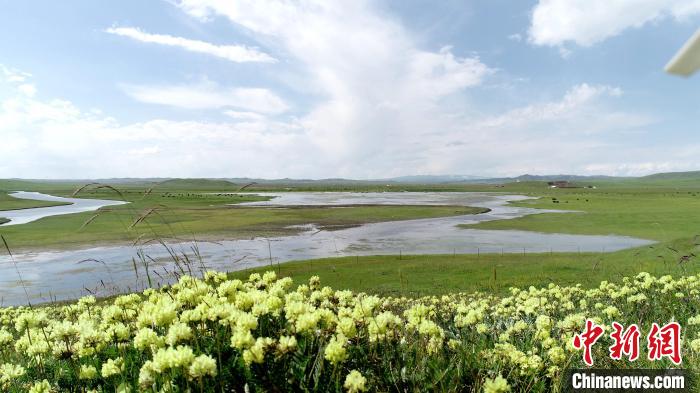 青海澤曲草原見聞：牛羊可“選美”，“生態(tài)畜牧”成招牌