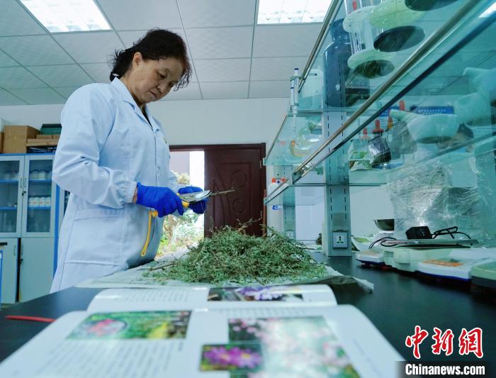 圖為張錦梅在實(shí)驗(yàn)室工作?！●R銘言 攝