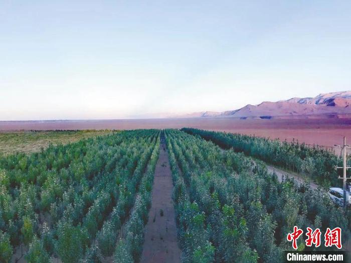 圖為格爾木境內(nèi)種植的綠樹?！「駹柲救诿襟w中心供圖