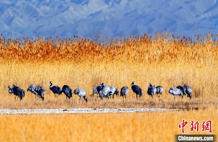 圖為可魯克湖野生水鳥(niǎo)覓食?！〉铝罟形麄鞑抗﹫D
