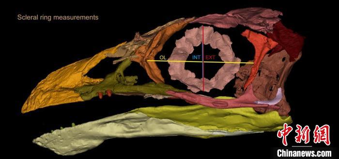 熱河鳥STM3-8化石標(biāo)本的鞏膜環(huán)復(fù)原及測量示意圖。　胡晗 供圖