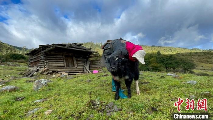 圖為9月27日牧民給小牦牛按摩。 <a target='_blank' href='/'><p  align=