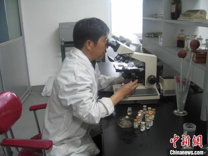 資料圖為研究團(tuán)隊(duì)進(jìn)行實(shí)驗(yàn)室寄生蟲分類鑒定?！?青海省畜牧獸醫(yī)科學(xué)院供圖