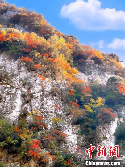 彩林色彩斑斕。　朱平安 攝