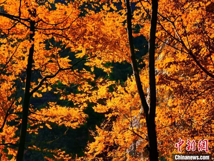 秋意濃?！≈炱桨?攝