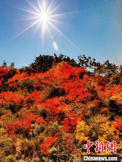 萬(wàn)源市紅葉似火。　朱平安 攝