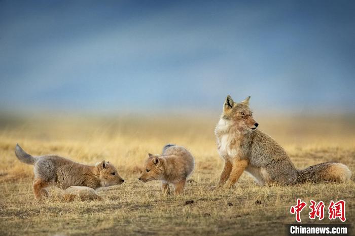 圖為焦生福的作品《居安思?！?。　青海省祁連山自然保護(hù)協(xié)會(huì)供圖
