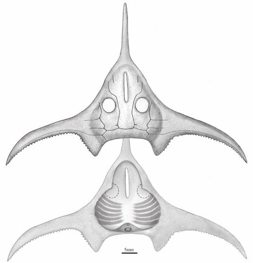 玉海翼角魚復原圖?！」ぢ?繪圖 攝