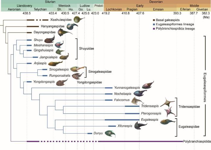 盔甲魚類的系統(tǒng)發(fā)育關系及地史分布?！≈锌圃汗偶棺邓?供圖
