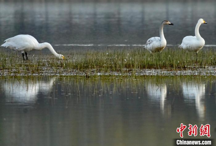 圖為三只大天鵝在黃河灘地嬉戲?！±钣穹?攝