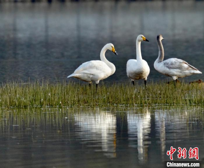 圖為三只大天鵝?！±钣穹?攝