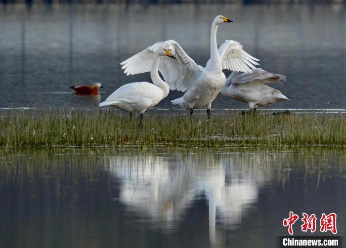 圖為三只大天鵝在黃河灘地嬉戲?！±钣穹?攝