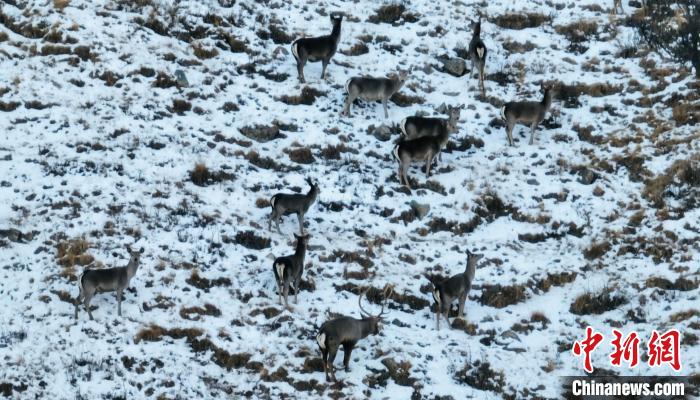 圖為巖羊和馬鹿集體覓食?！《继m縣融媒體中心 供圖