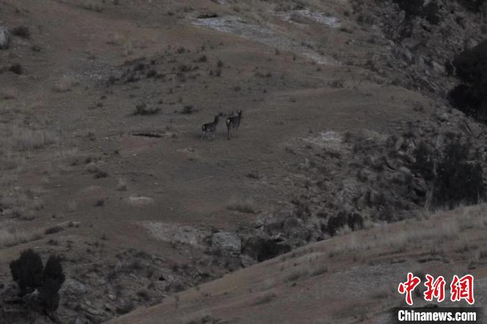 圖為兩只馬鹿在山坡上行走。　才仁 攝