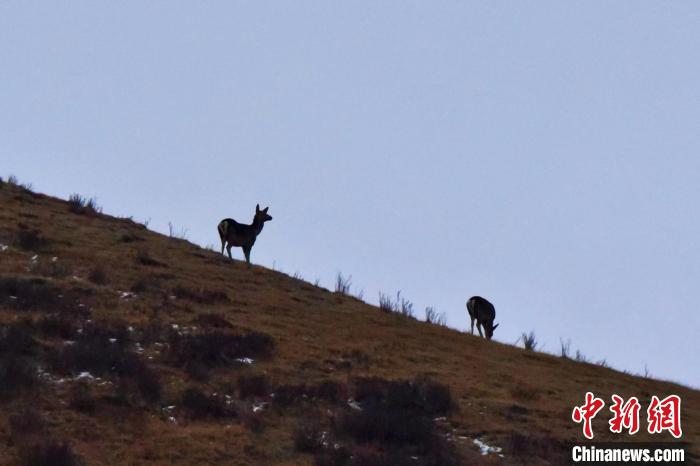 圖為馬鹿在山坡上覓食。　才仁 攝