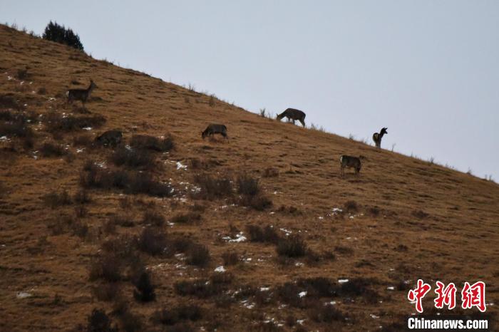 圖為馬鹿群在山坡上覓食?！〔湃?攝