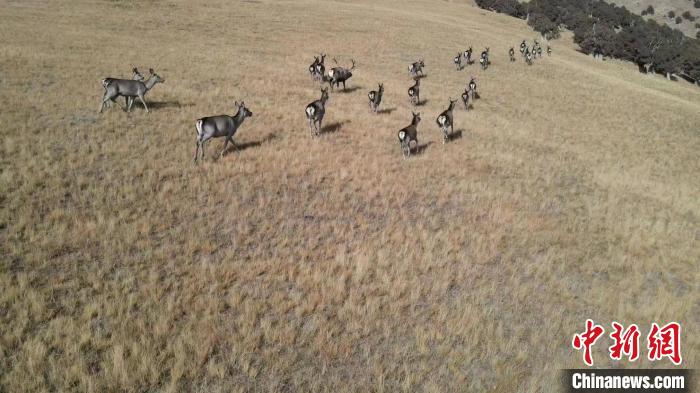 圖為馬鹿群在草地中漫步。　才仁 攝