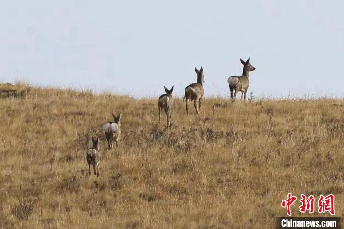 圖為狍鹿在山間漫步?！〔彭椖霞?攝