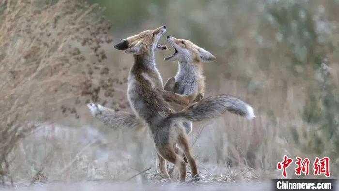 圖為同海元的作品《第一回合》?！∏嗪Ｊ∑钸B山自然保護(hù)協(xié)會(huì)供圖