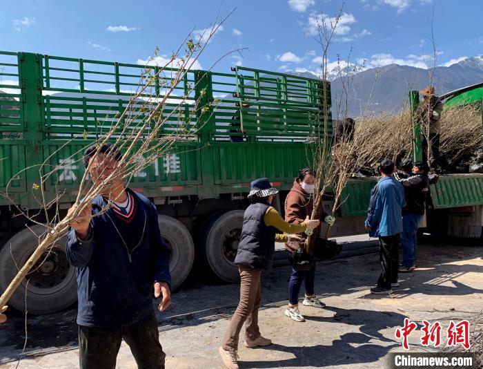 民眾搬運(yùn)苗木?！〔际忻⒖悼h委宣傳部供圖