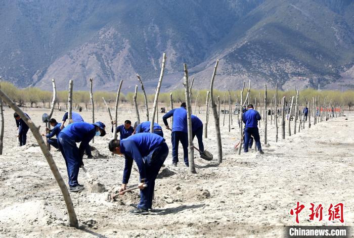 林芝市巴宜區(qū)森林消防中隊志愿服務隊熱火朝天的植樹現(xiàn)場?！∥骼@拉翁 攝
