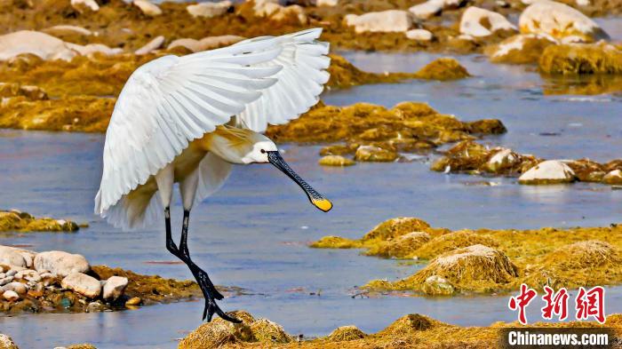 圖為白琵鷺。　嚴桉 攝