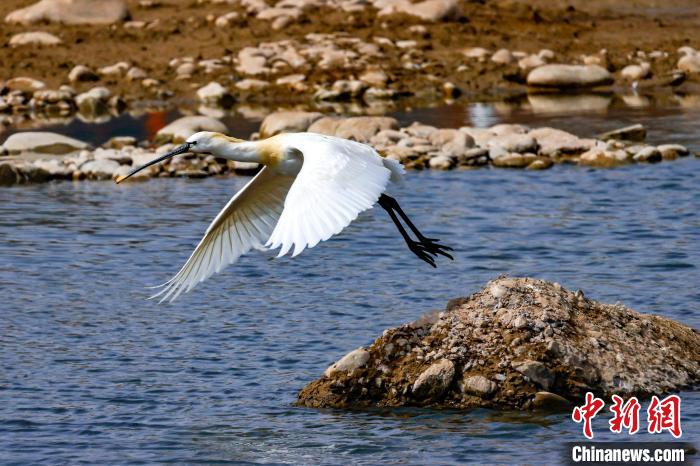 圖為準備飛翔的白琵鷺。　嚴桉 攝