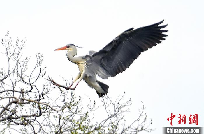 蒼鷺在覓食嬉戲。　安源 攝