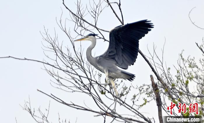 蒼鷺在覓食嬉戲?！“苍?攝