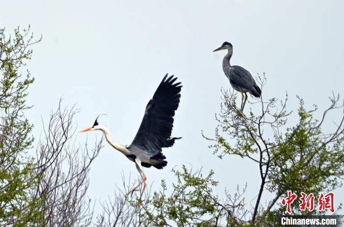 蒼鷺在覓食嬉戲。　安源 攝