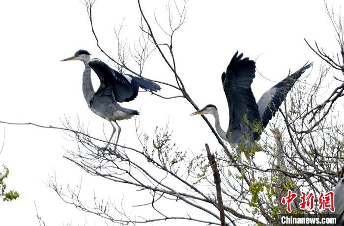 蒼鷺在覓食嬉戲?！“苍?攝