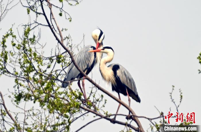蒼鷺在覓食嬉戲?！“苍?攝