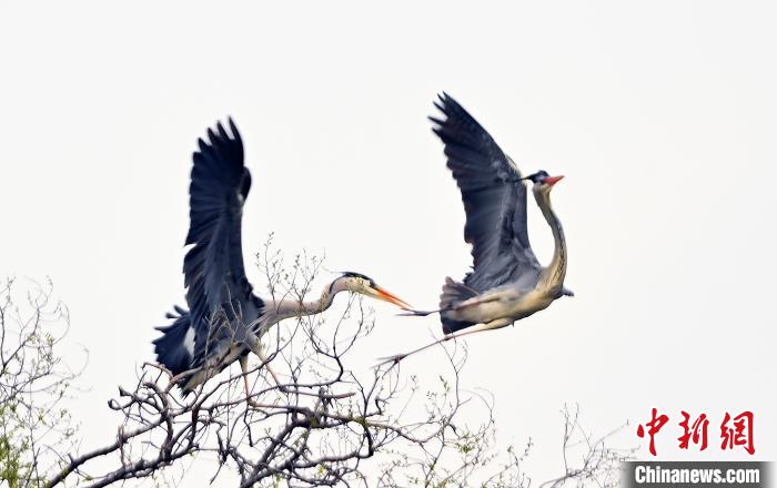 蒼鷺在覓食嬉戲?！“苍?攝