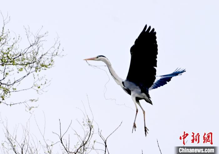 蒼鷺在覓食嬉戲?！“苍?攝