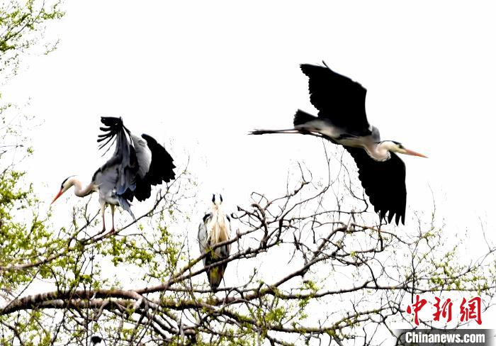 蒼鷺在覓食嬉戲?！“苍?攝