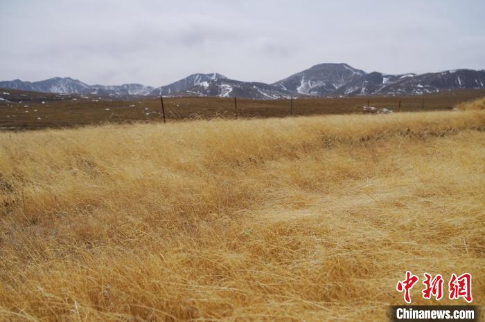 圖為青海省海西蒙古族藏族自治州天峻縣木里礦區(qū)草木茂盛?！●R銘言 攝