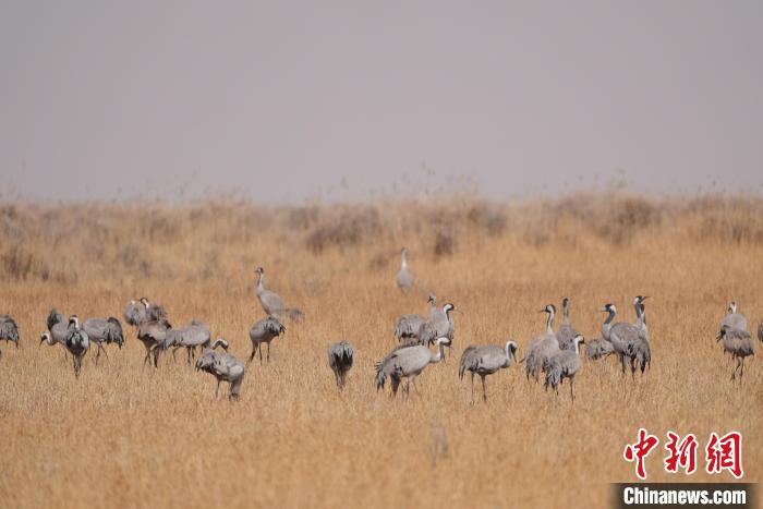 圖為草原上棲息的灰鶴?！∠葘m 攝