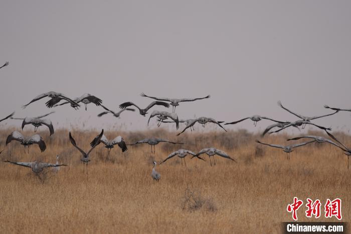青海都蘭成群灰鶴匯集，場(chǎng)面壯觀