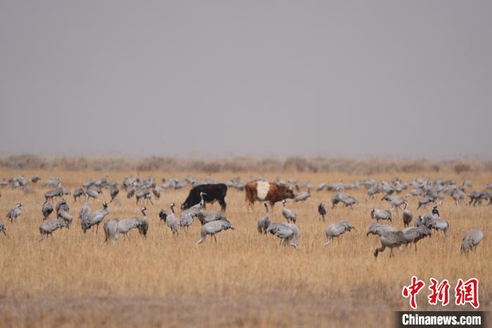 圖為草原上棲息的灰鶴?！∠葘m 攝