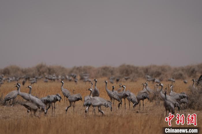 圖為灰鶴?！∠葘m 攝