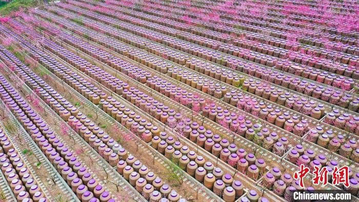 灼灼桃花惹人醉?！㈡?攝