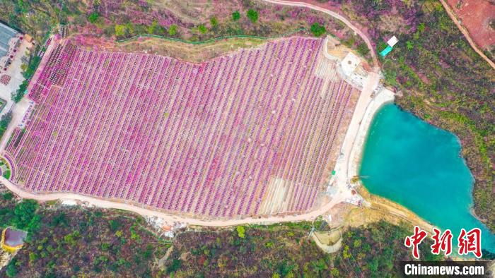 灼灼桃花惹人醉?！㈡?攝