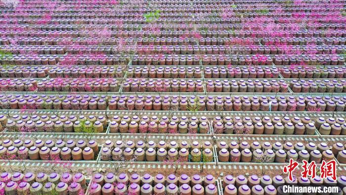 桃花和酒壇相映成趣?！㈡?攝