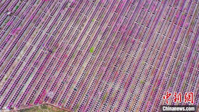 桃花和酒壇相映成趣?！㈡?攝