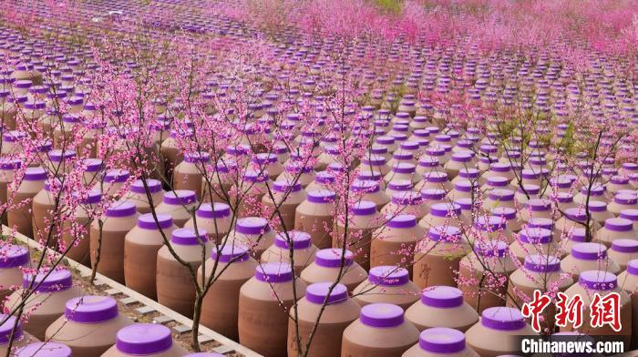 桃花和酒壇相映成趣?！∫足?攝