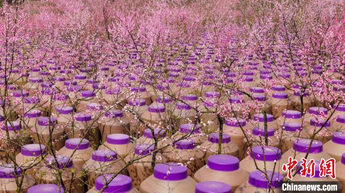 灼灼桃花惹人醉?！∫足?攝