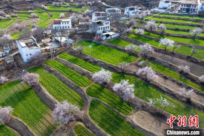 白松鎮(zhèn)層層麥田綠意盎然，與桃林構成一幅美麗的鄉(xiāng)村畫卷?！⒅铱?攝