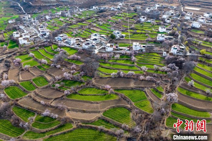 白松鎮(zhèn)桃花林中的白藏房?！⒅铱?攝