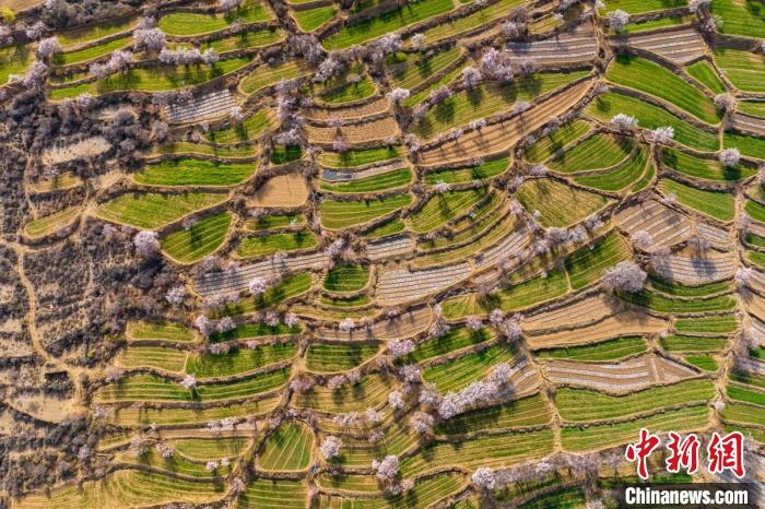 空中俯瞰得榮縣白松鎮(zhèn)的高山麥田和桃林?！⒅铱?攝