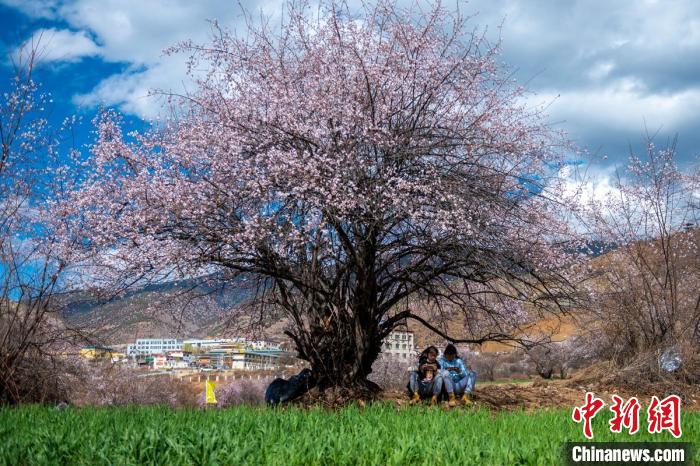 桃花樹下兩名女孩正在玩手機?！⒅铱?攝